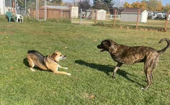 Pet Boarding Beats Relying on Friends