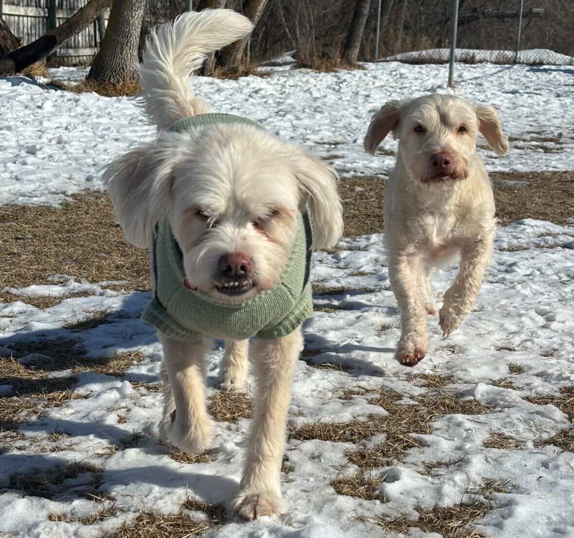 Whole Pack Doggy Daycare Leduc County