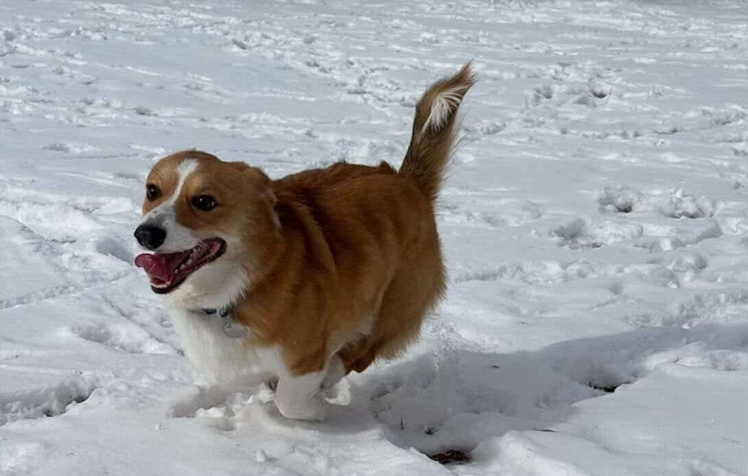 Doggy Daycare in Leduc County