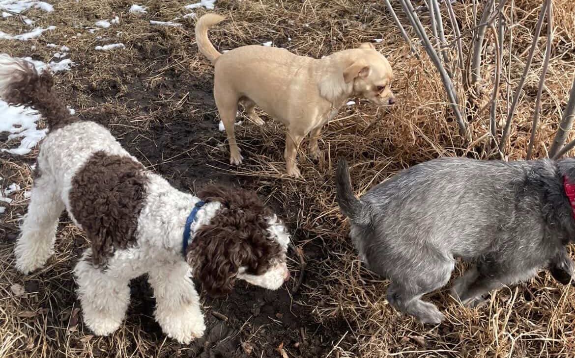 Benefits of Doggy Daycare in Leduc County