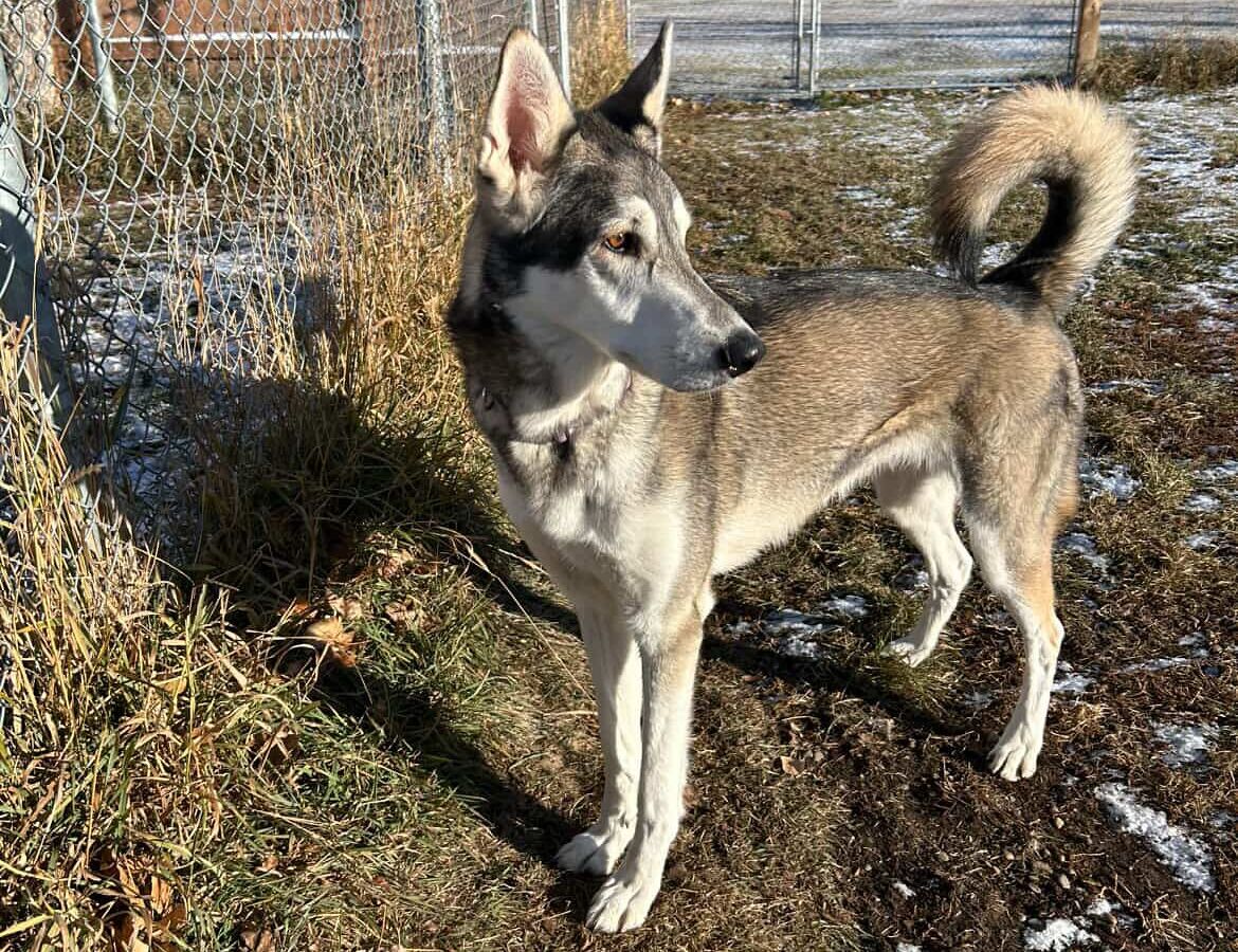 Doggy Daycare in Leduc County