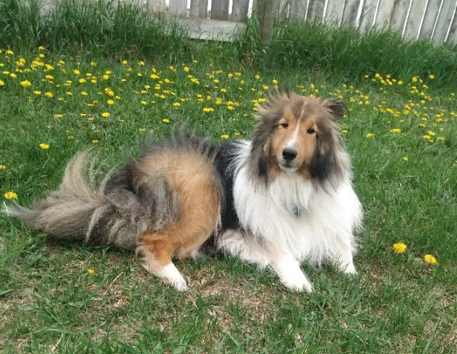 Doggy Daycare in Summers