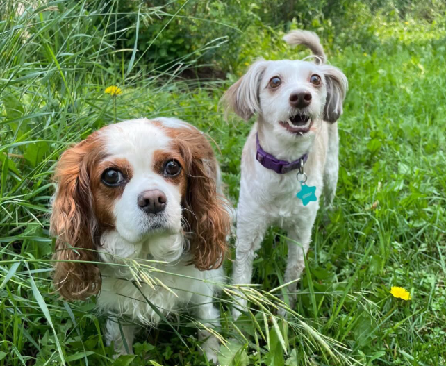 Dog Boarding