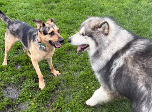 Doggy Daycare