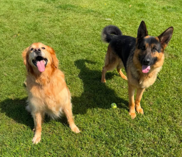 Doggy Daycare Leduc County