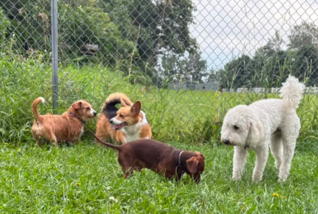 Dog Boarding the Whole Pack